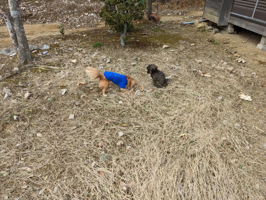 画像1387