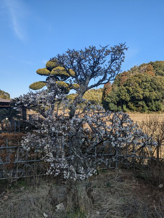 画像1484